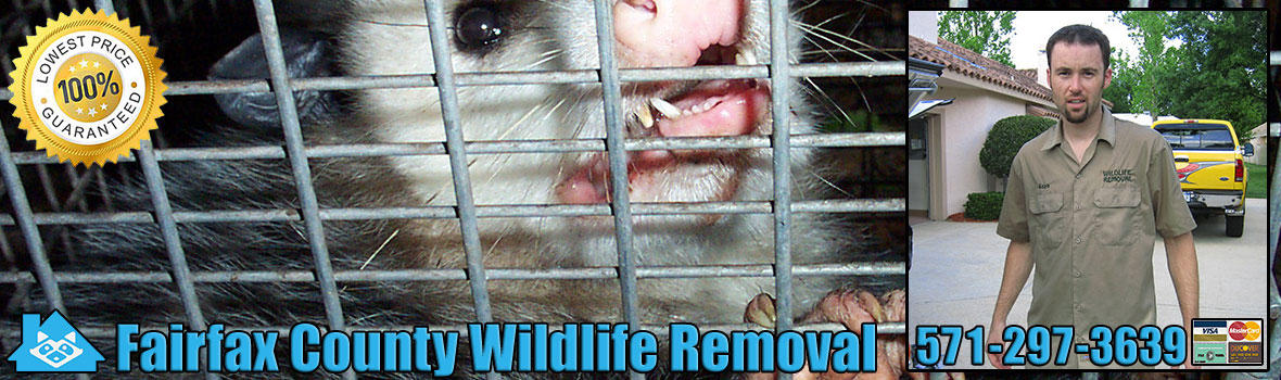 Fairfax County Wildlife and Animal Removal